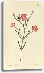 Постер Chironia Linoides. Flax-Leaved Chironia