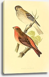 Постер Scarlet Bullfinch