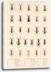 Постер Годман Фредерик Insecta Coleoptera Pl 137
