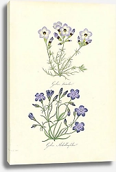 Постер Gilia Tricolor, Gilia Achilleafolia 1