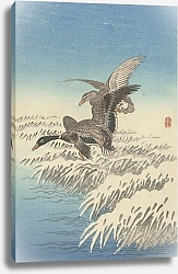 Постер Косон Охара Flock of ducks flying above snowy reed collar