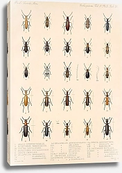 Постер Годман Фредерик Insecta Coleoptera Pl 139
