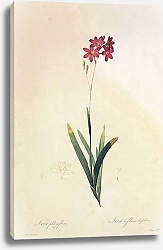 Постер Ixia latifolia DDelaroche
