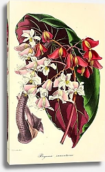 Постер Begonia Ramentacea