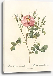 Постер Редюти Пьер Rosa Rubiginosa Anemone-Flora