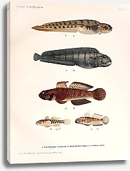 Постер Enchelyopus viviparus, Anarrhichas lupus, Gobius niger