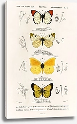 Постер Разные виды бабочек 5