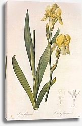 Постер Iris flavescens Delie in Redoute