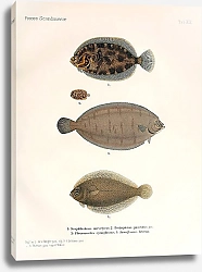 Постер Scophthalmus norvegicus, Zeugopterus punctatus, Pleuronectes cynoglossus, Arnoglossus laterna