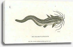Постер Eel-Shaped Platystacus 1