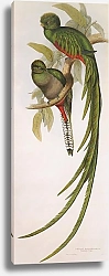 Постер Resplendent Quetzal (male & female)