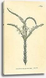 Постер Curtis Ботаника №16 1