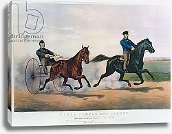 Постер Курье Н. 'Flora Temple' and 'Lancet' racing on the Centreville Course, 1856