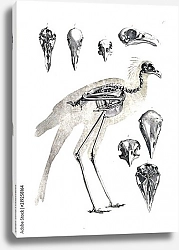 Постер Скелет птицы