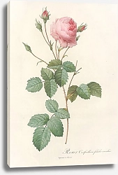 Постер Редюти Пьер Rosa Centifolia Crenata
