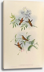 Постер Phaethornis Nigrocinctus