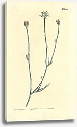 Постер Curtis Ботаника №73 1