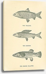 Постер The Tullibee, The Grayling, The Striped Killfish
