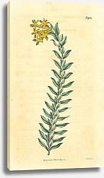 Постер Curtis Ботаника №42 1