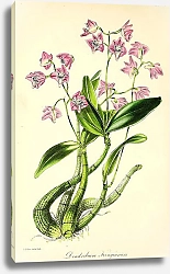 Постер Dendrobium Kingianum