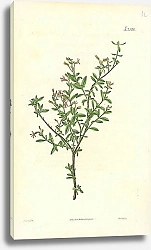 Постер Curtis Ботаника №44 1