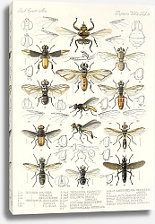 Постер Годман Фредерик Insecta Diptera Pl 21