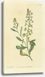 Постер Curtis Ботаника №26 1