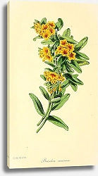 Постер Batschia Canescens