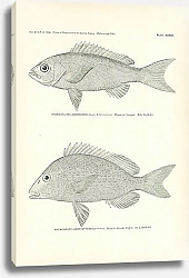 Постер Rhomboplites Aurorubens Cuvier & Valenciennes, Orthopristis Chrysopterus (Linnaeus)