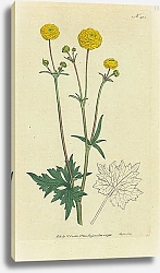 Постер Curtis Ботаника №25 1