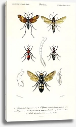 Постер Различные виды насекомых 5