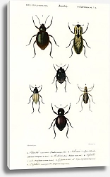 Постер Различные виды жуков 3