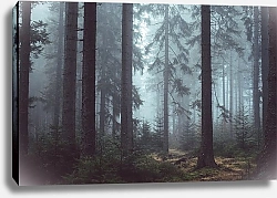 Постер Туманный сосновый лес