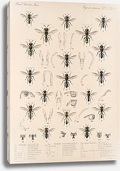 Постер Годман Фредерик Insecta Hymenoptera Pl 29