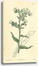 Постер Curtis Ботаника №12 1