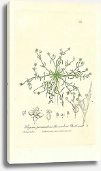 Постер Sagina procumbens. Procumbent pearl-wort 1
