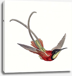 Постер Colorful vintage hummingbird