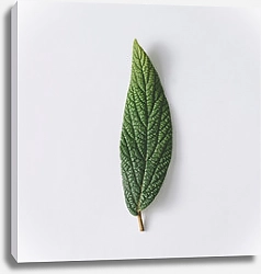 Постер Зеленый сочный листок на сером фоне