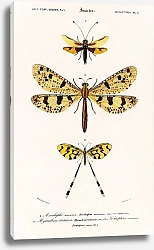 Постер Коллекция желтокрылых насекомых