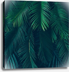 Постер Тропические зеленые пальмовые листья