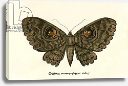 Постер Школа: Английская 19в. Butterflies 105