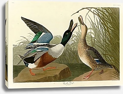 Постер Shoveller Duck