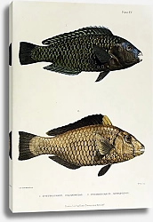 Постер Pseudoscarus chloromelas, Pseudoscarus nigripinnis