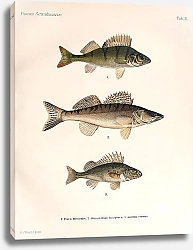 Постер Perca fluviatilis, Stizostedium lucioperca, Acerina cernua