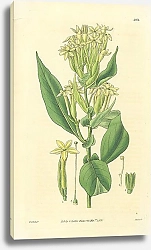 Постер Curtis Ботаника №72 1