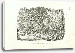 Постер Лес на острове Пил (Боним-Сима)