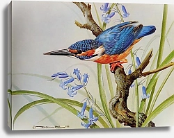 Постер British Birds - King Fisher