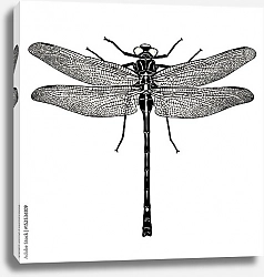 Постер Ретро иллюстрация стрекозы