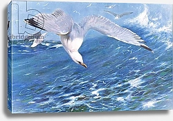 Постер Кунер Вильгельм Silver Gull, from Wildlife of the World published by Frederick Warne & Co, c.1900