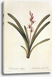 Постер Cumbidium aloifolium L Sw